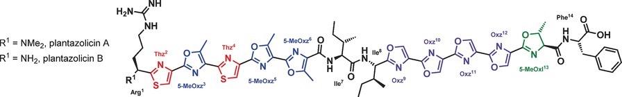Schematic of Plantazolicin A and its biosynthetic precursor Plantazolicin B