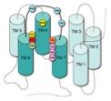 Schematic of receptor subtypes (NTR1, NTR2, and NTR3) and the molecules known to bind at these receptors.