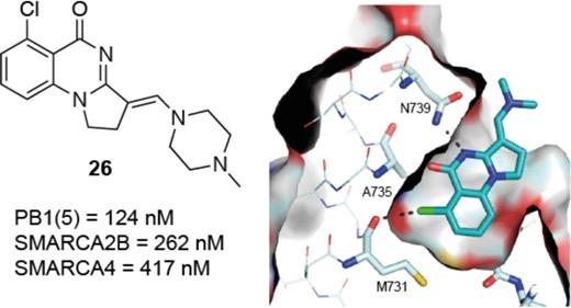 Schematic of Bromodomain containing proteins PB1, SMARCA4, and SMARCA2, which are important components of SWI/SNF chromatin remodeling complexes