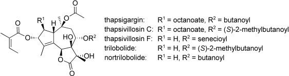 Thapsigargin molecule structure