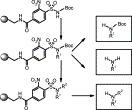 Schematic of versatile solid-phase synthesis of secondary amines from alcohols