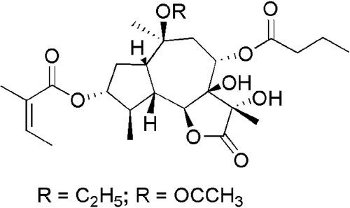 Total Synthesis of Two Novel Subpicomolar Sarco/Endoplasmic Reticulum Ca2+ ATPase (SERCA) Inhibitors Designed by an Analysis of the Binding Site of Thapsigargin